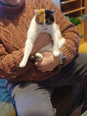 Dana, Hauskatze Jungtier - Katze