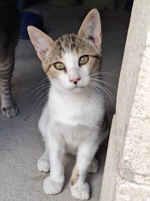 Danco, Europäisch Kurzhaar - Kater