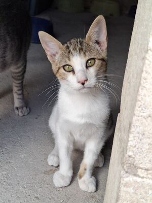 Danco, Europäisch Kurzhaar - Kater