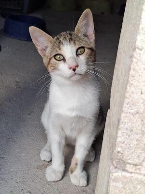 Danco, Europäisch Kurzhaar - Kater