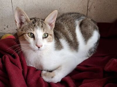 Danco, Europäisch Kurzhaar - Kater