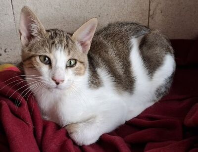 Danco, Europäisch Kurzhaar - Kater