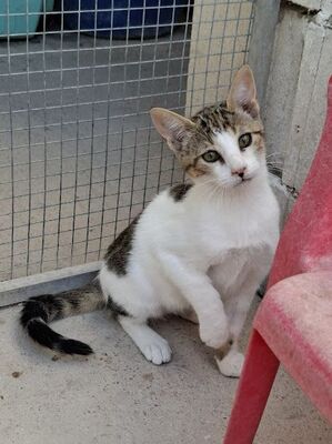 Danco, Europäisch Kurzhaar - Kater