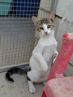 Danco, Europäisch Kurzhaar - Kater