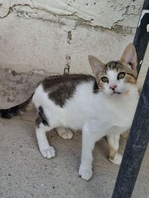 Danco, Europäisch Kurzhaar - Kater