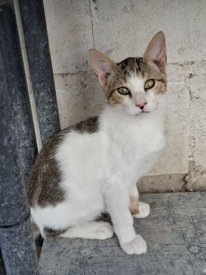 Danco geb. Mai 2025, Europäisch Kurzhaar - Kater