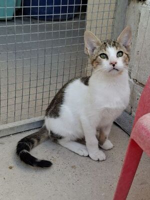 Danco geb. Mai 2025, Europäisch Kurzhaar - Kater