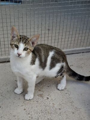 Danco geb. Mai 2025, Europäisch Kurzhaar - Kater