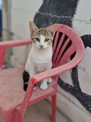 Danco geb. Mai 2025, Europäisch Kurzhaar - Kater