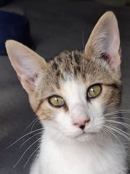 Danco geb. Mai 2025, Europäisch Kurzhaar - Kater