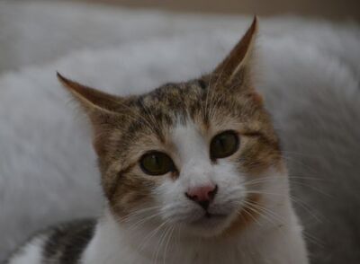 Danco geb. Mai 2025, Europäisch Kurzhaar - Kater