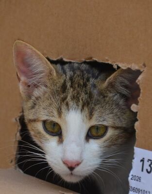 Danco geb. Mai 2025, Europäisch Kurzhaar - Kater