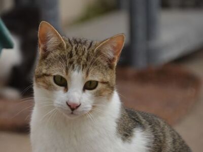 Danco geb. Mai 2025, Europäisch Kurzhaar - Kater