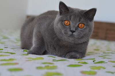Danniella, British Shorthair - Katze
