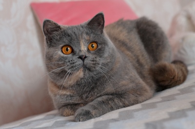 Danniella, British Shorthair - Katze