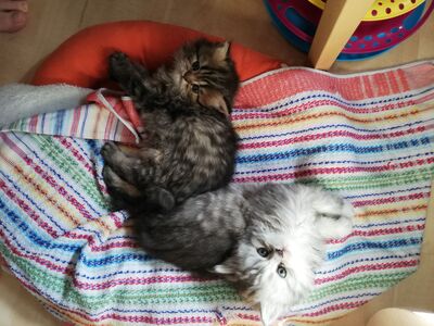 Daria und Danny von den Sonnenlöwen, Perser mit Nase Jungtier - Kater