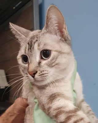 Das Leben wird besser: Siam Lulu (ALM) - Katze