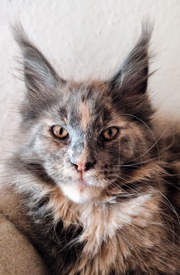 Daylight Mädchen in Blue tortie, Main Coon - Katze