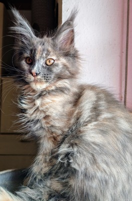 Daylight Mädchen in Blue tortie, Main Coon - Katze