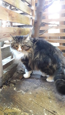 Dayton, Sibirische Katze - Kater