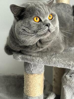 Deckkater British Kurzhaar mit Stammbaum (kein Verkauf) - Kater