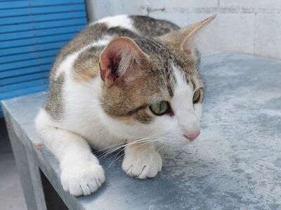 Deco, Europäisch Kurzhaar - Kater