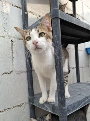 Deco, Europäisch Kurzhaar - Kater