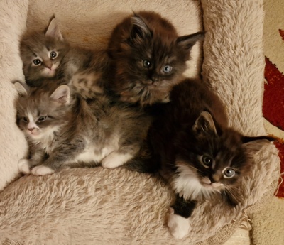 Delia, Django, Diego und DaVinci, Main Coon Jungtier - Katze