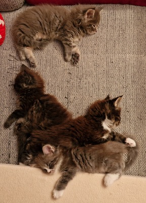 Delia, Django, Diego und DaVinci, Main Coon Jungtier - Katze