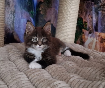 Delia, Django, Diego und DaVinci, Main Coon Jungtier - Katze