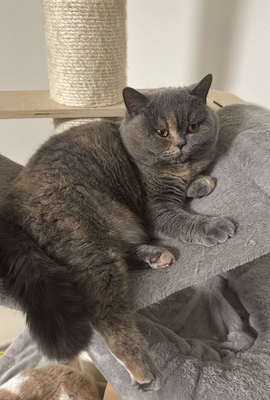 Delia und Zoe, 2 Katzen - Katze