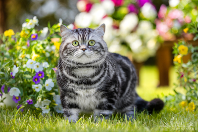 Der König der Tiger, nimmt Adoptivanträge entgegen!, Britisch Kurzhaar - Kater 1