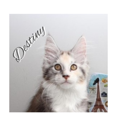 Destiny und Despina A Star Coon