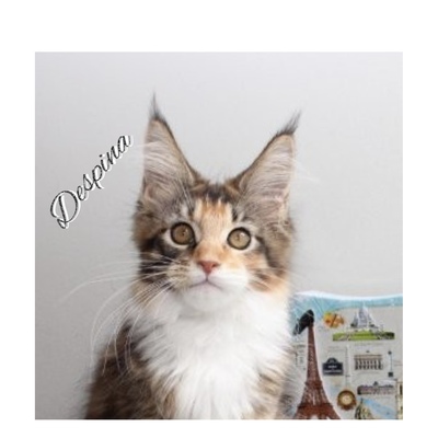 Destiny und Despina A Star Coon, MAINE COON KITTEN Jungtier - Katze