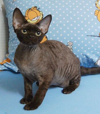 Devon Rex Jungtier - Katze