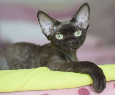 Devon Rex Jungtier - Katze