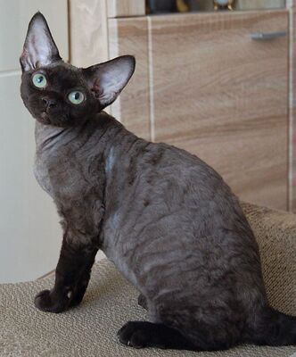 Devon Rex Jungtier - Katze