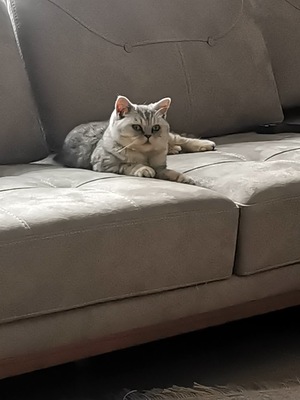 Diego, Britisch Kurzhaarkatze Jungtier - Kater