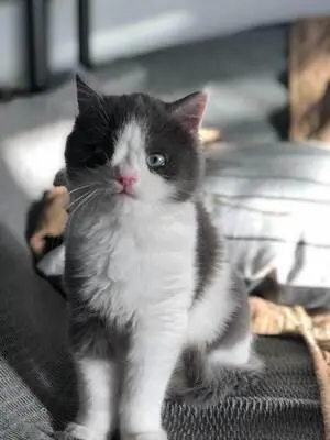 Diego und Frida - Liebevolles Geschwisterpärchen, ca. 5 Monate, Mischling - Kater