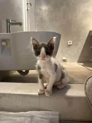 Diego und Frida - Liebevolles Geschwisterpärchen, ca. 5 Monate, Mischling - Kater