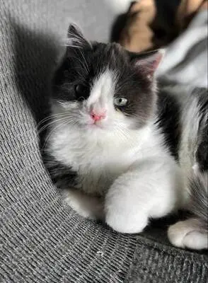 Diego und Frida - Liebevolles Geschwisterpärchen, ca. 5 Monate, Mischling - Kater