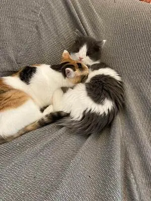 Diego und Frida - Liebevolles Geschwisterpärchen, ca. 5 Monate, Mischling - Kater