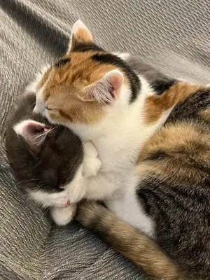 Diego und Frida - Liebevolles Geschwisterpärchen, ca. 5 Monate, Mischling - Kater