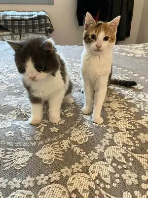 Diego und Frida - Liebevolles Geschwisterpärchen, ca. 5 Monate, Mischling - Kater