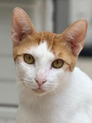 Dior (geb. Mai 2025) - EKH-Kater, EKH - Kater