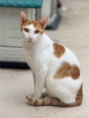 Dior (geb. Mai 2025) - EKH-Kater, EKH - Kater