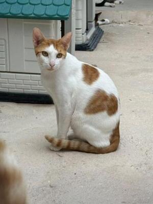 Dior (geb. Mai 2025) - EKH-Kater, EKH - Kater
