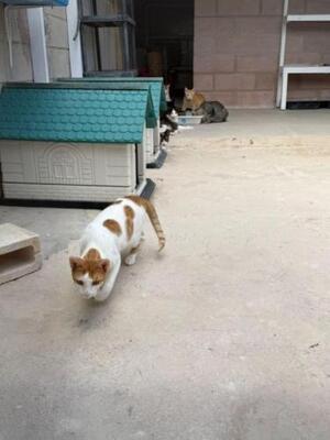 Dior (geb. Mai 2025) - EKH-Kater, EKH - Kater
