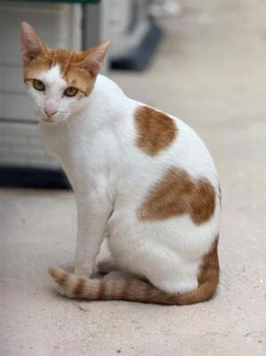 Dior (geb. Mai 2025) - EKH-Kater, EKH - Kater