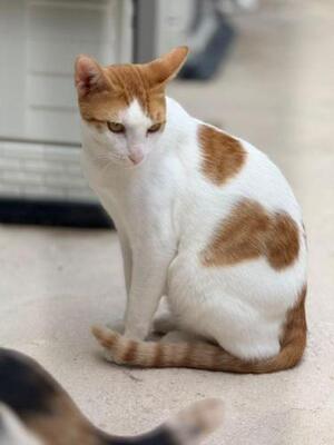 Dior (geb. Mai 2025) - EKH-Kater, EKH - Kater